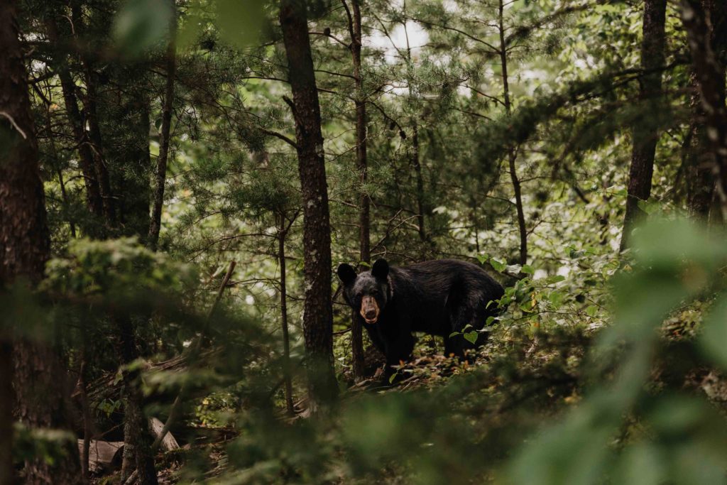 black bear in the great smoky mountain national park